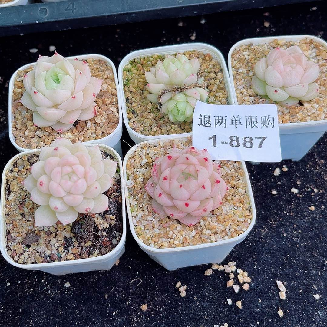 乐*捷1-887好看好看更好看