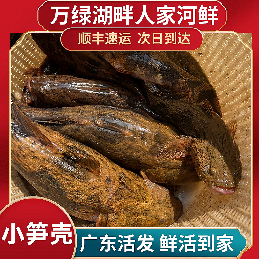 万绿湖小笋壳鱼小竹壳鱼沙塘豊呆子鱼老头鱼新鲜生猛广东活鱼到家
