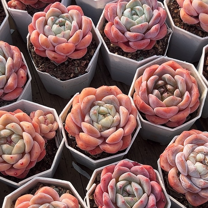 团083   大单头海棠红