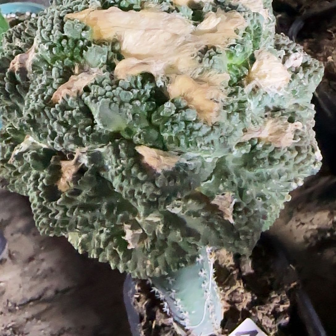 龟甲哥436仙人球开花