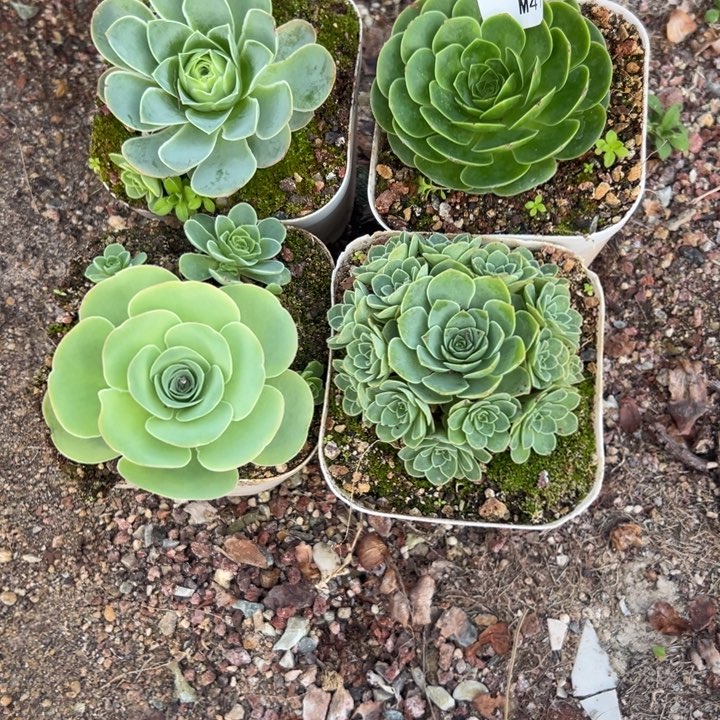 苗苗山地玫瑰多肉41