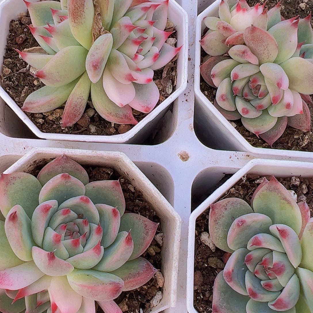 吉娃娃锦19包邮多肉