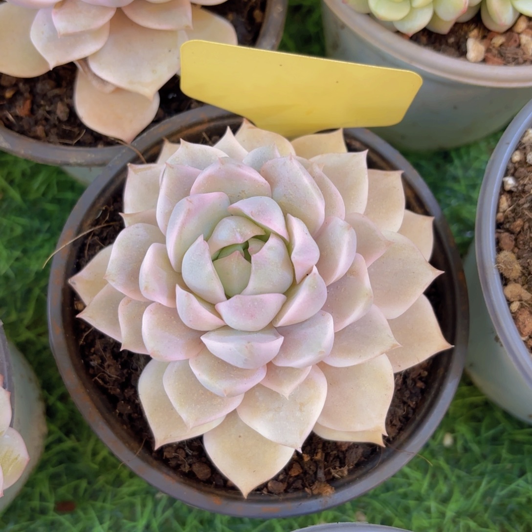 我***鱼云南金致家精品多肉