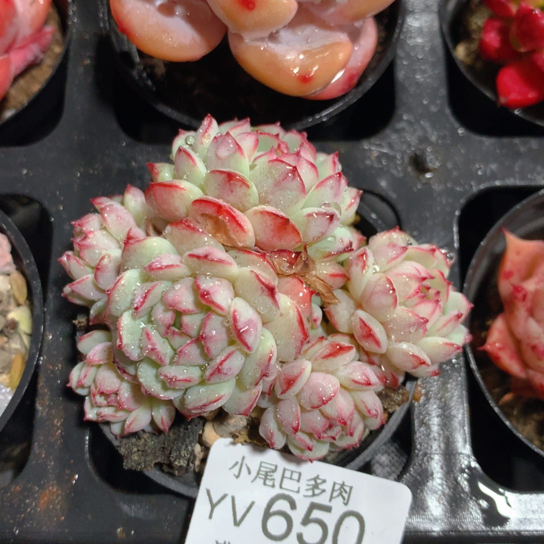 5CM拇指盆精控多肉YV650