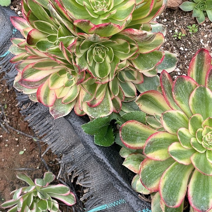 064 多肉法师多肉