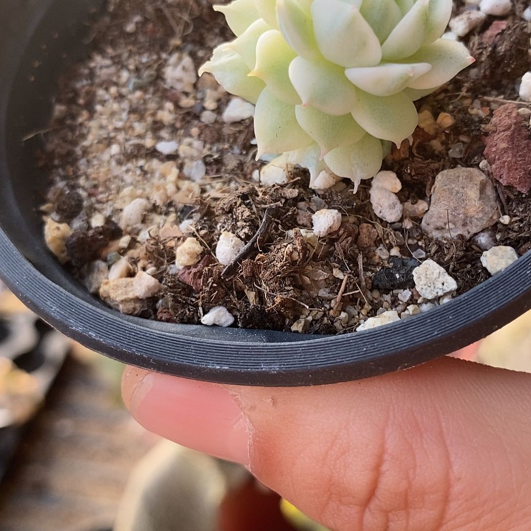 681静夜锦多肉植物哇啦塞