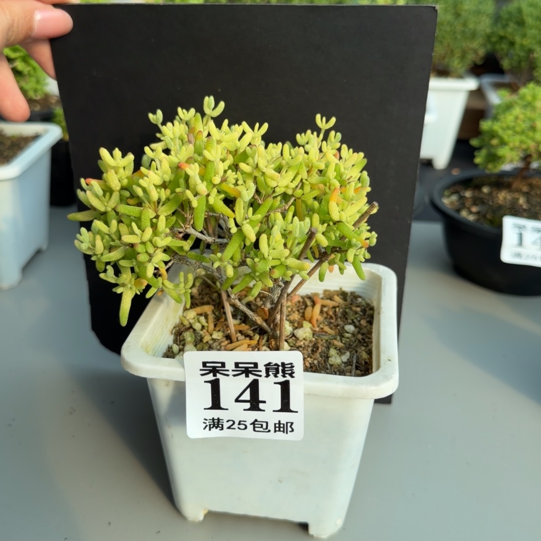 闪电购花卉园艺141