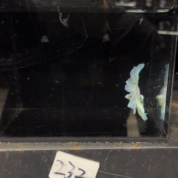 斗鱼哈哈哈哎哈哈232