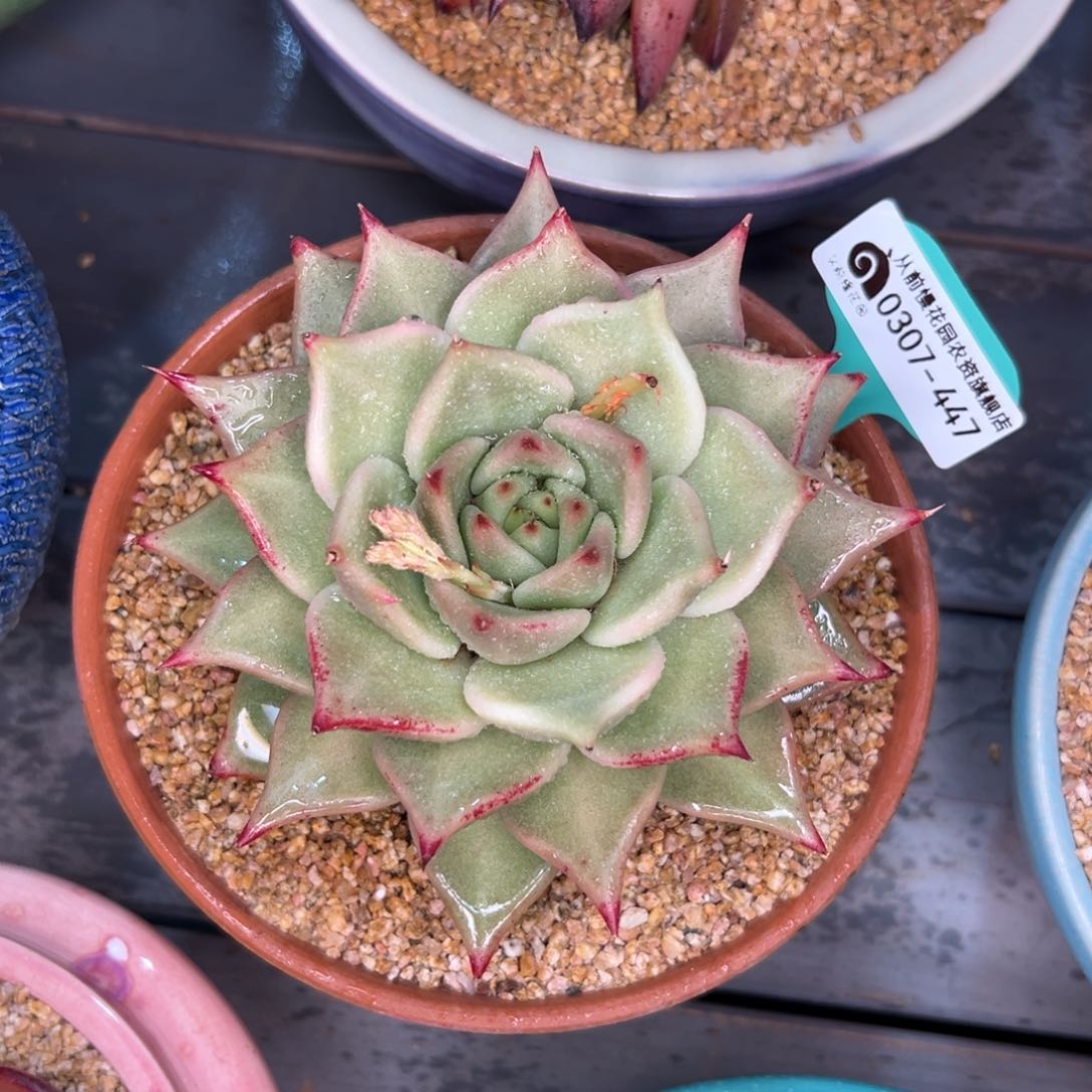 多肉一物一拍0307-447