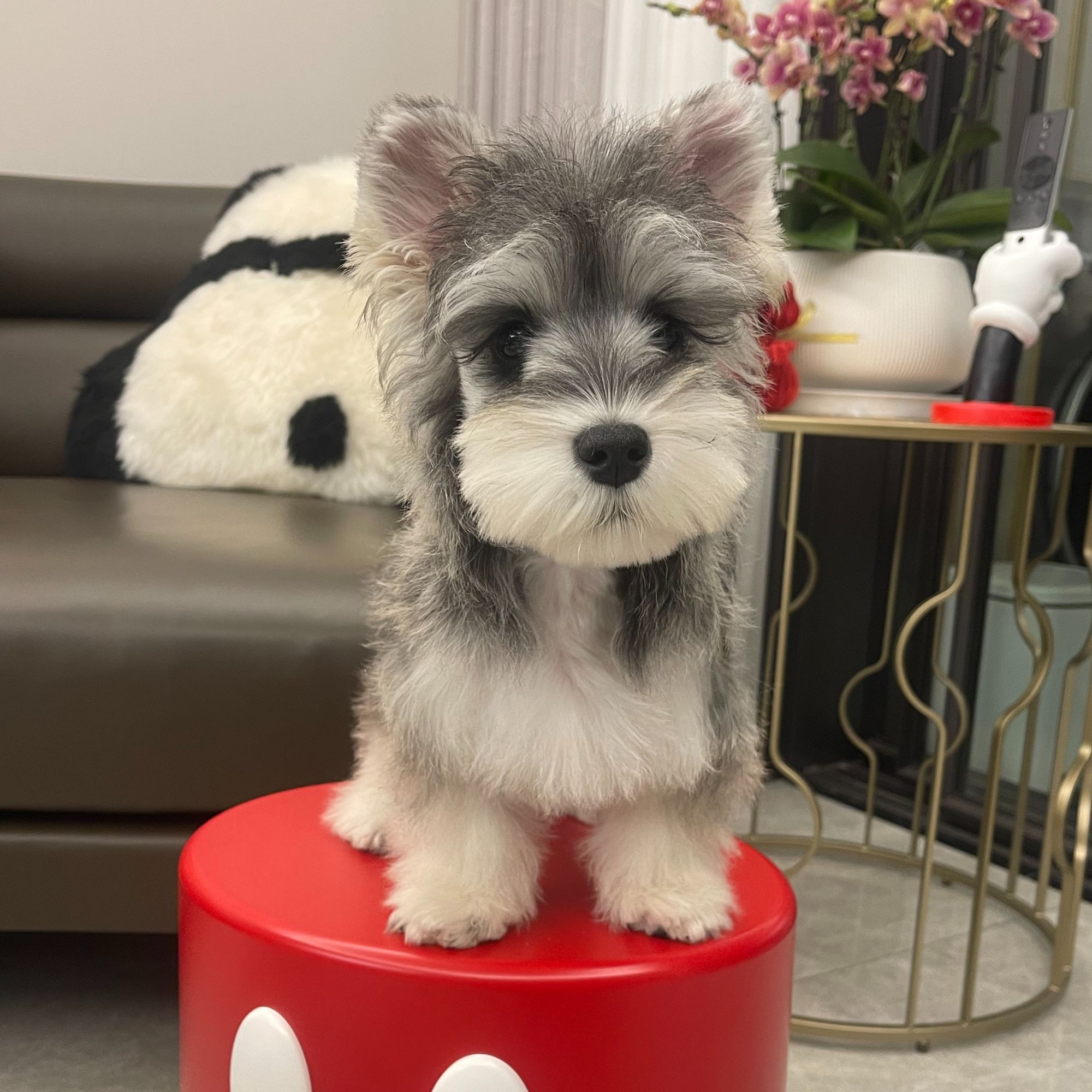 【西米鹿pet】定制小体雪纳瑞宠物狗狗
