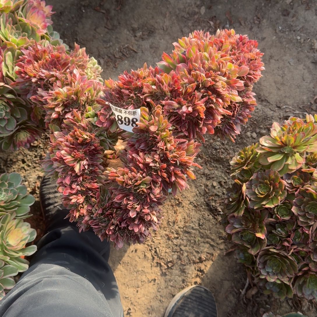 法师女神缀化2898 18-47