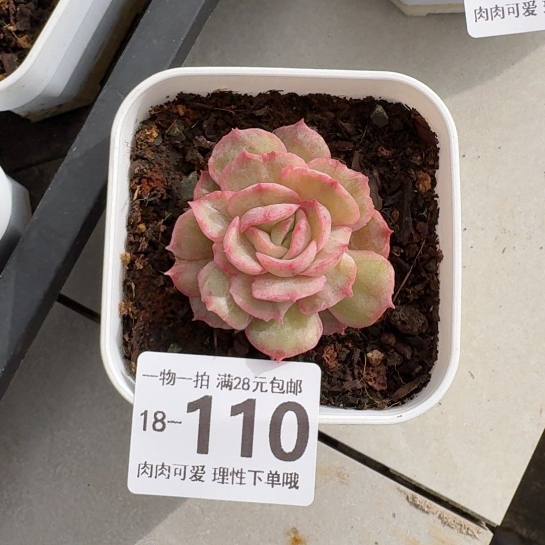 石化昂斯诺无盆土发货无