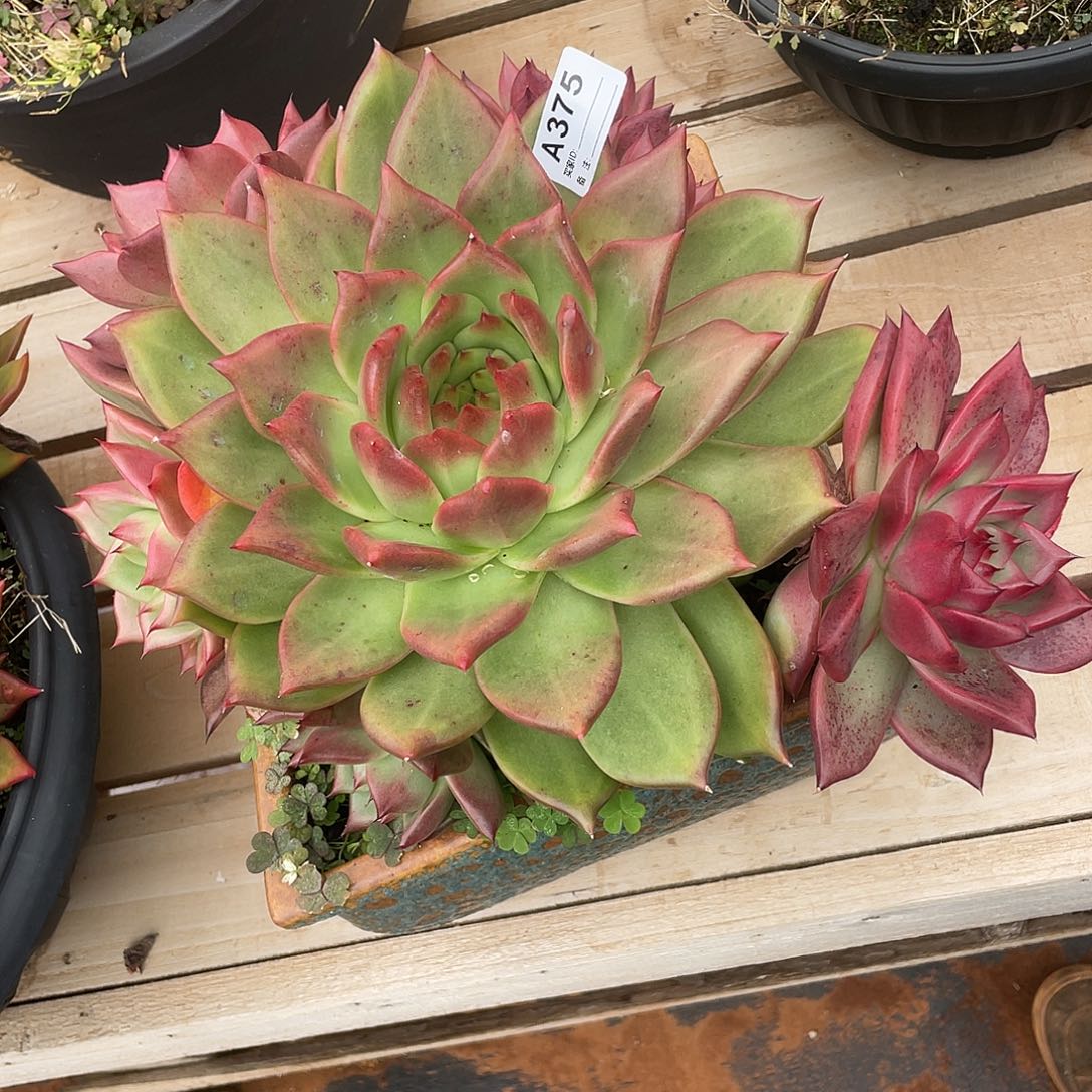 若如东云单拍A375