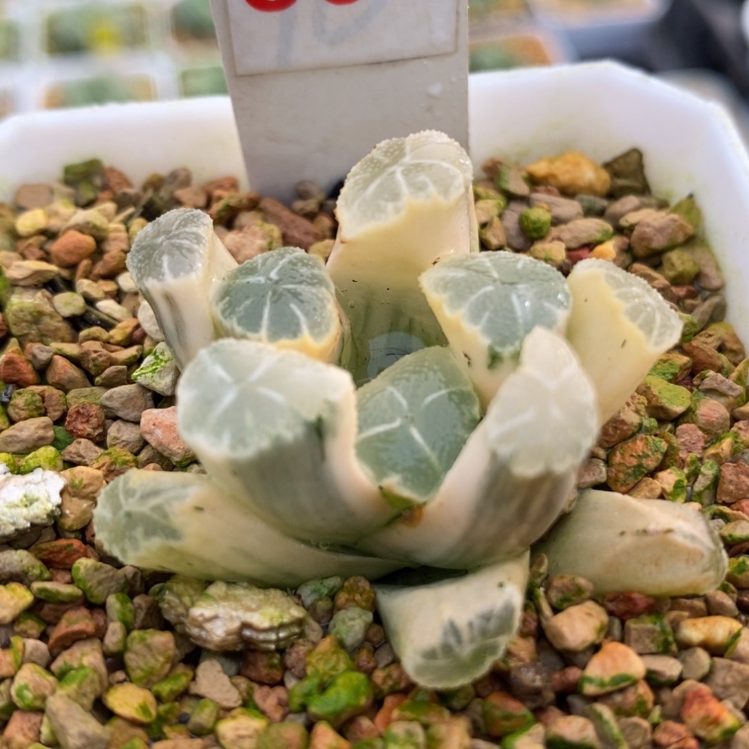 306白糊斑万象锦一物一拍