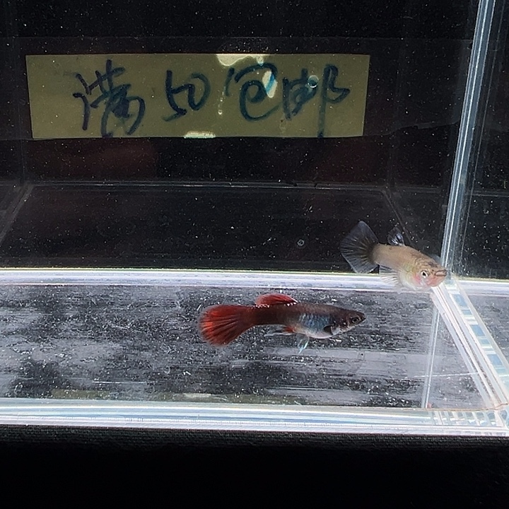 孔雀鱼莫斯科红尾