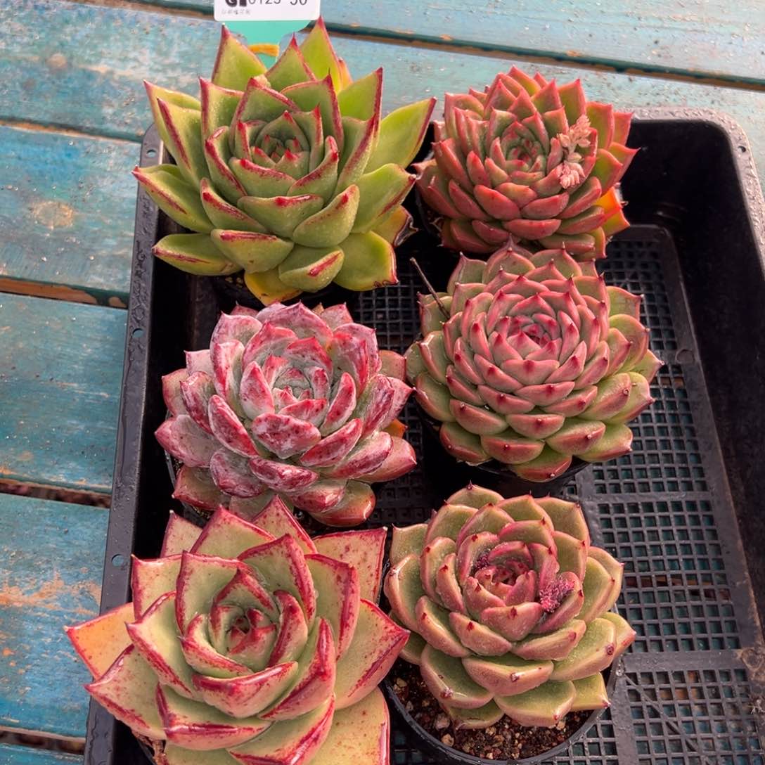 从前慢多肉精选编号0123.50