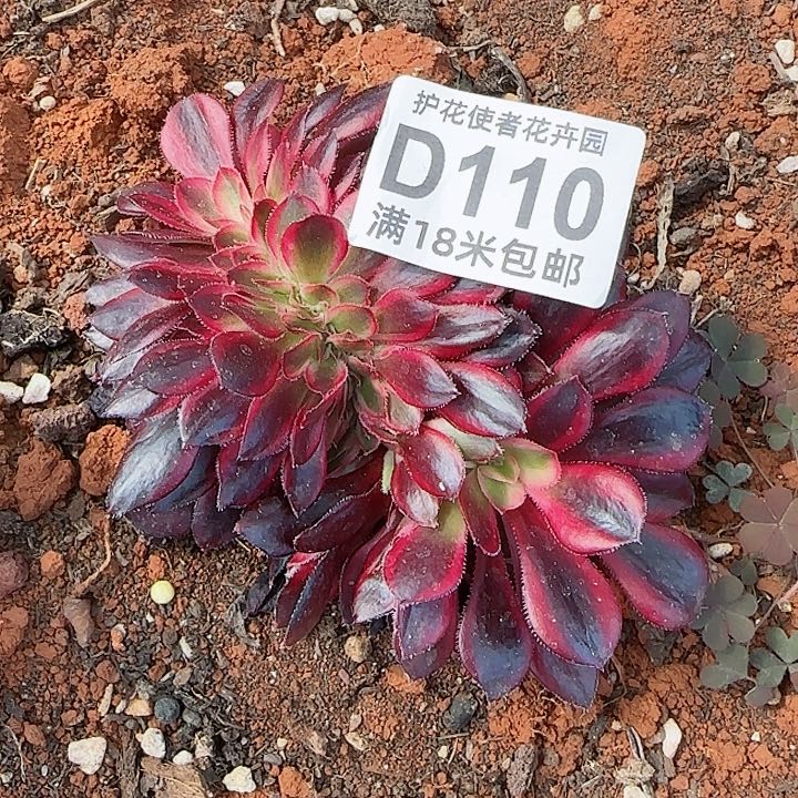 多肉法师香奈儿缀化