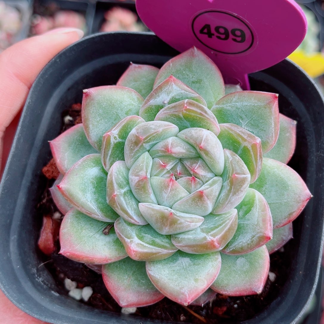 499号小老桩珍妮单头