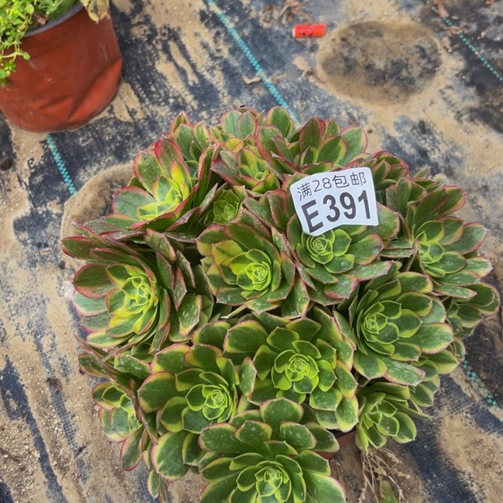 391多肉植物一物一拍