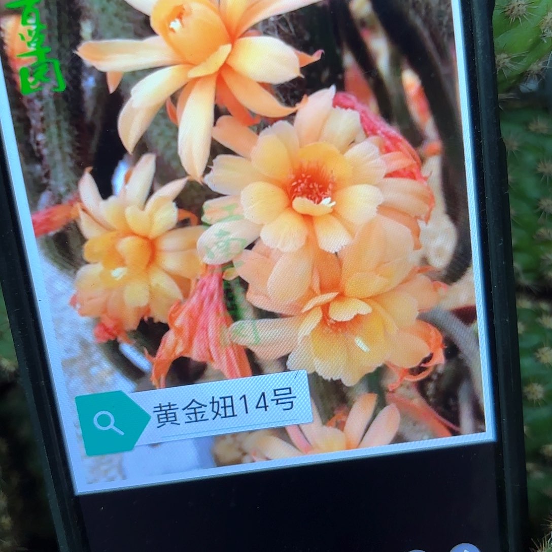 金妞14号20包邮侧牙仙人球6