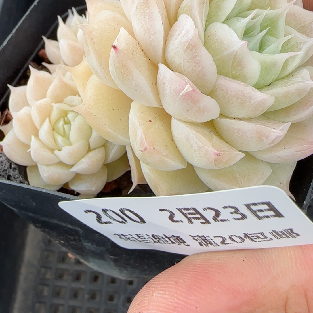 子*花语逸境0223-200