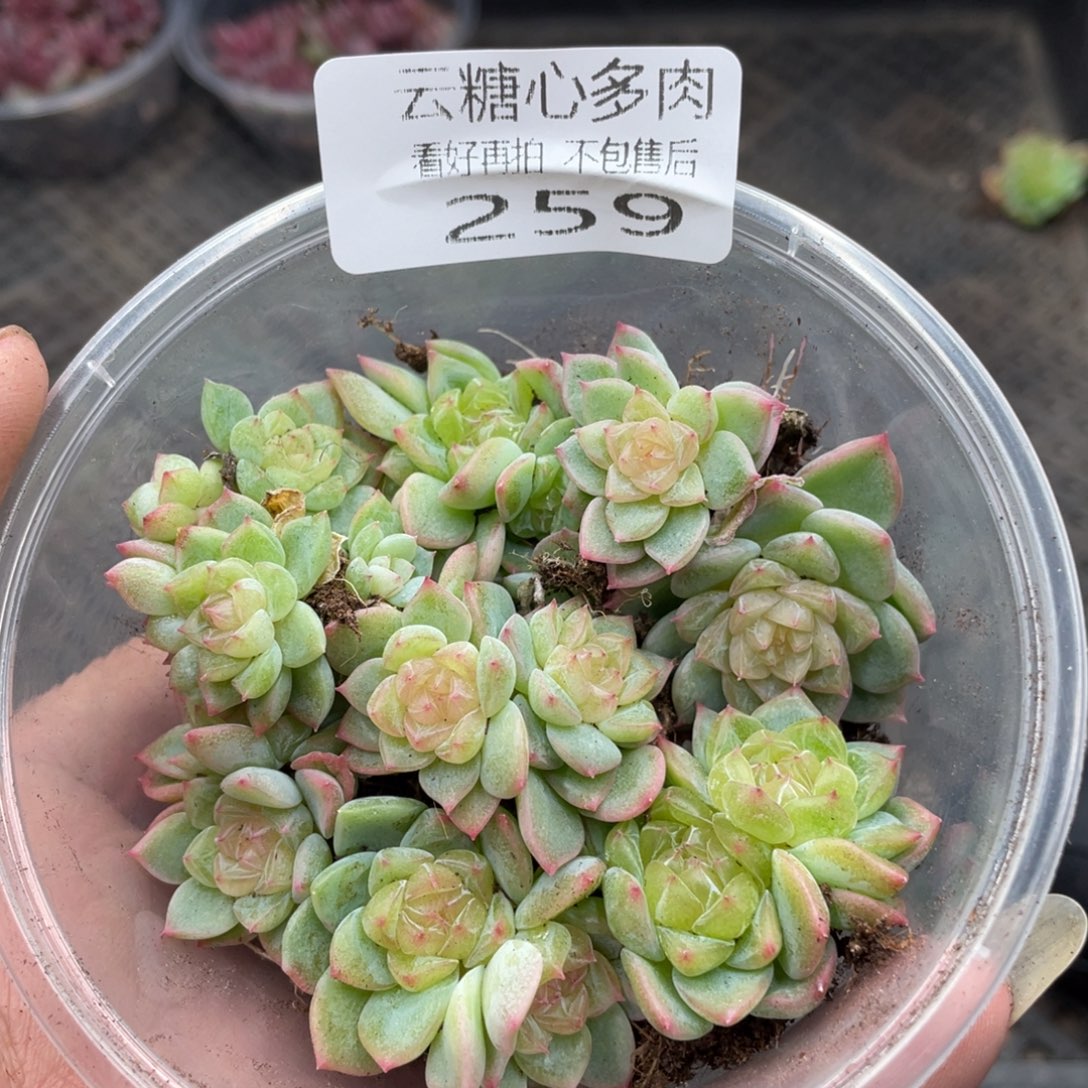 云糖心多肉植物259