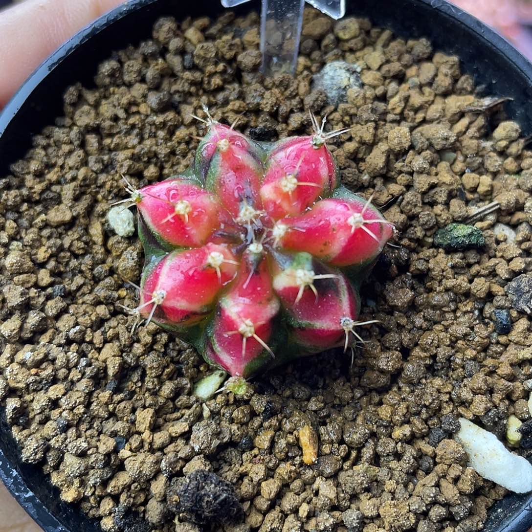 1-191米哈锦3厘米