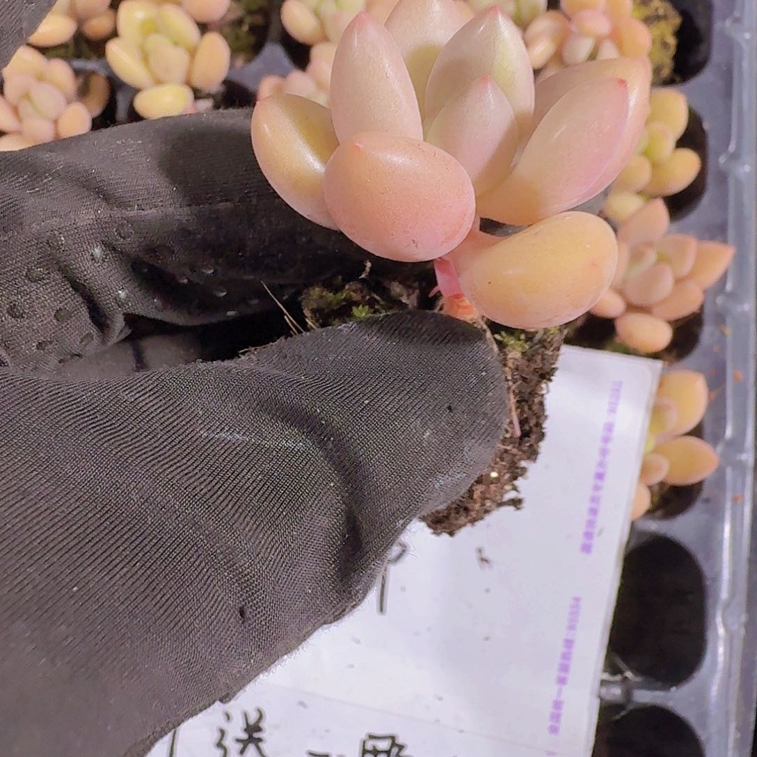 精品桃花源两米三颗