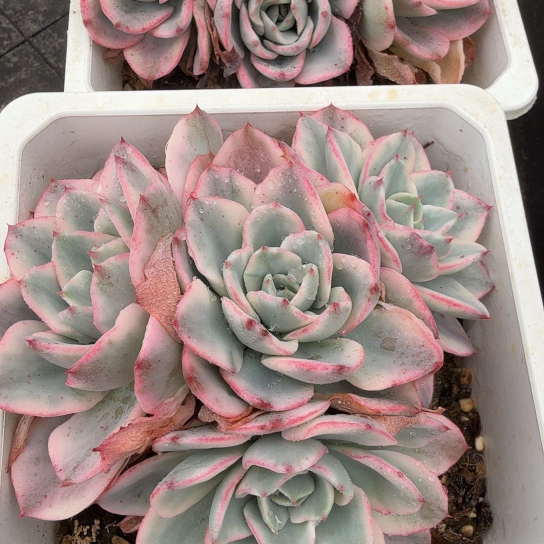 奶油黄桃锦群，有砍