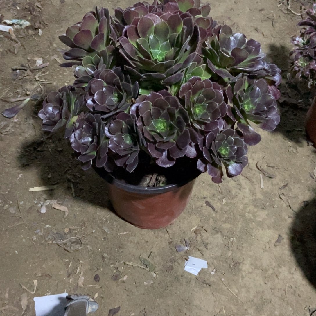 13号链接和蓝玫瑰法师