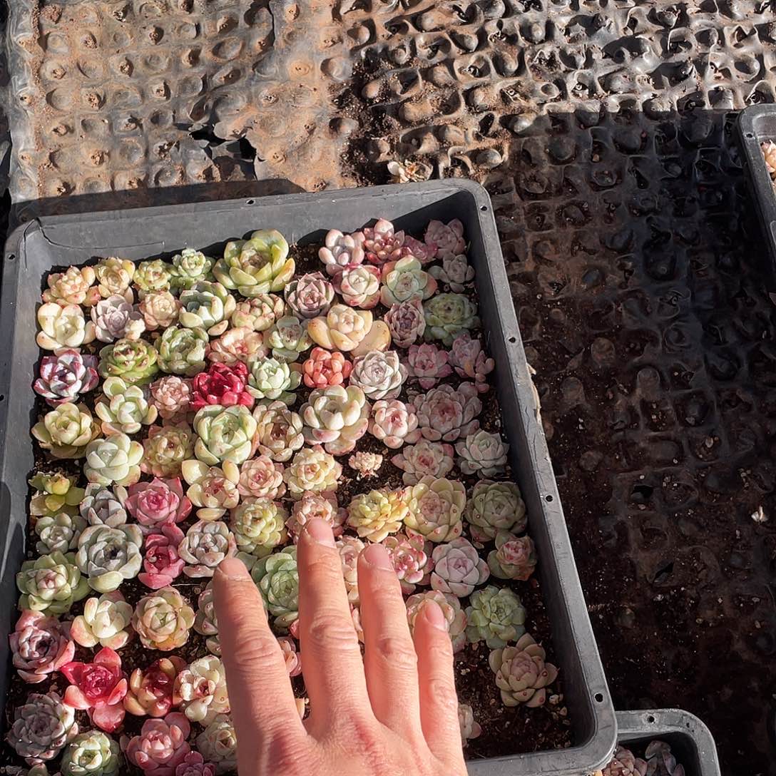 我***谁055。 定。              