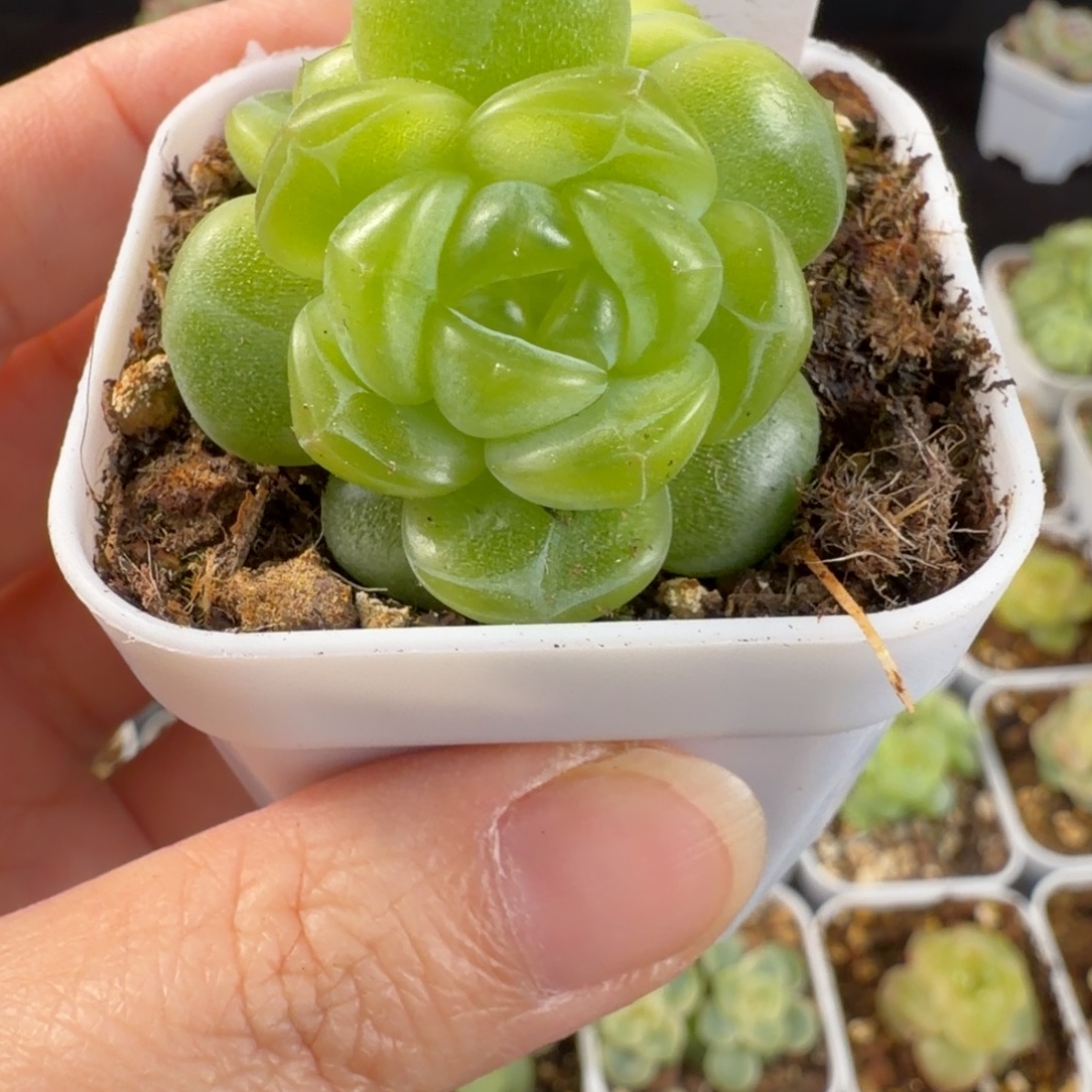 多***富暴富瑶瑶特优双头