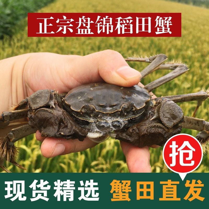 【活蟹】盘锦稻田蟹（1.4-0.8两/只）公母蟹3斤（35-20只）公母各1.5斤