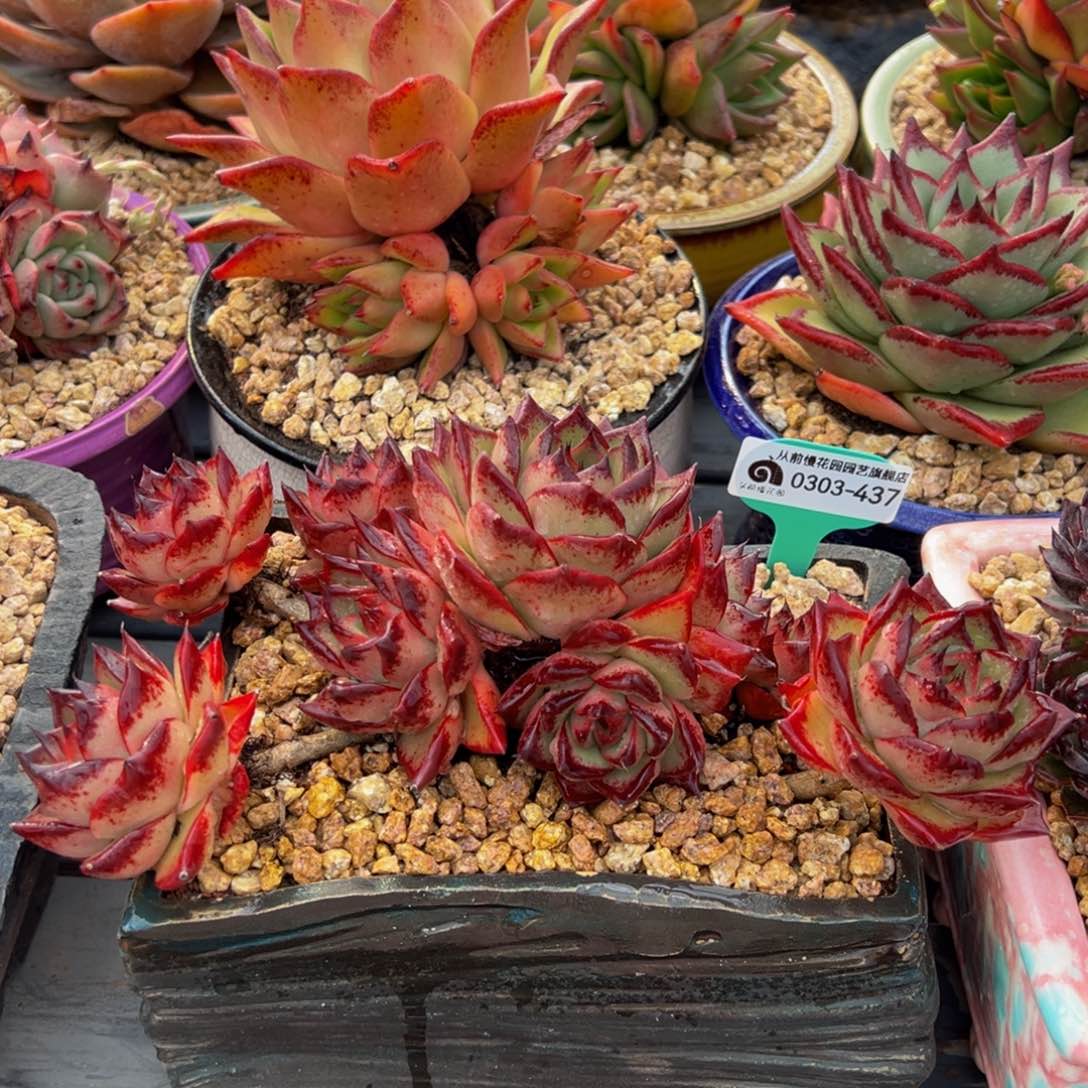 从前慢多肉精选编号0303.437