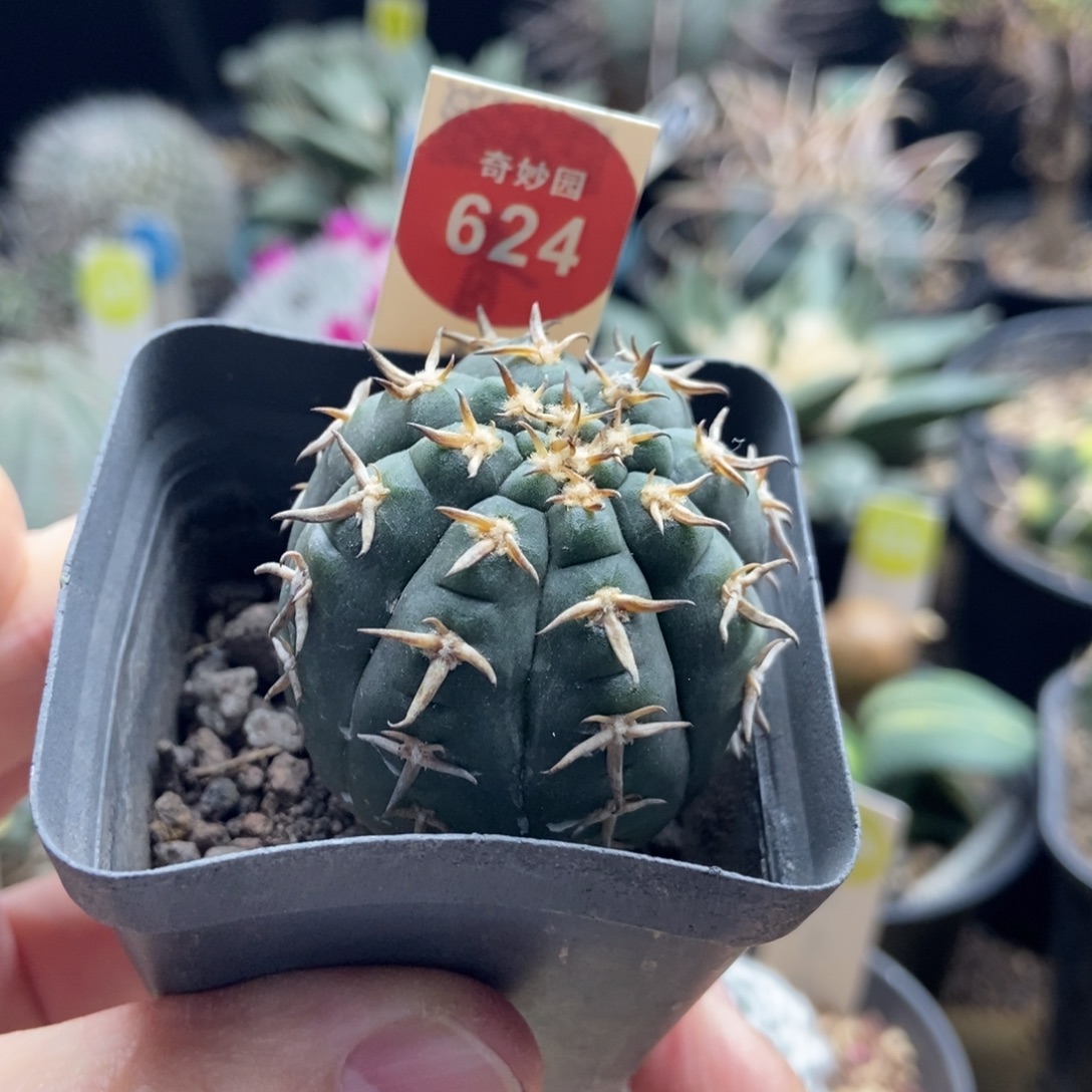 实生短豪刺猫爪一棵4cm