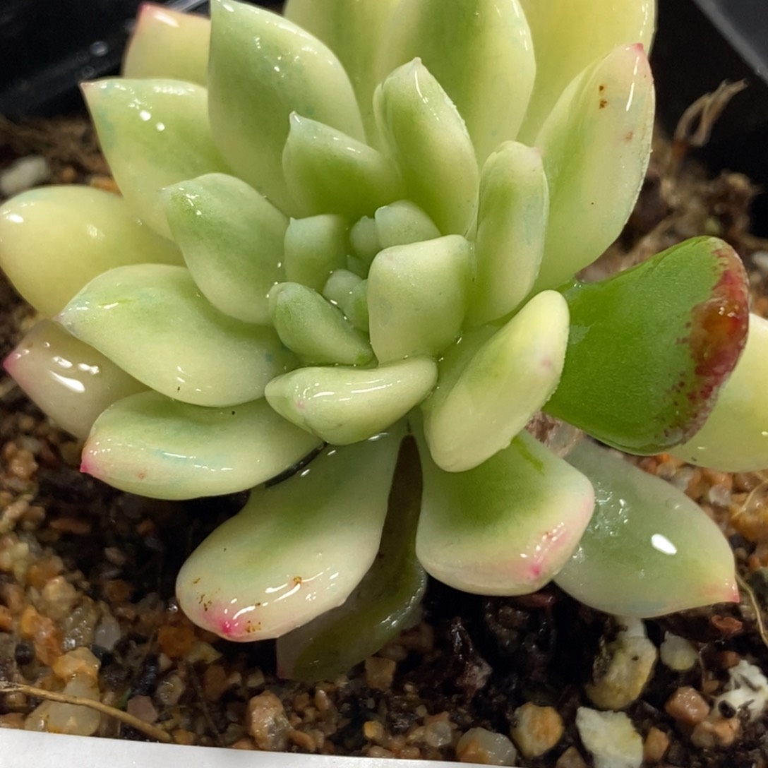 898蓝苹果锦白福伦锦