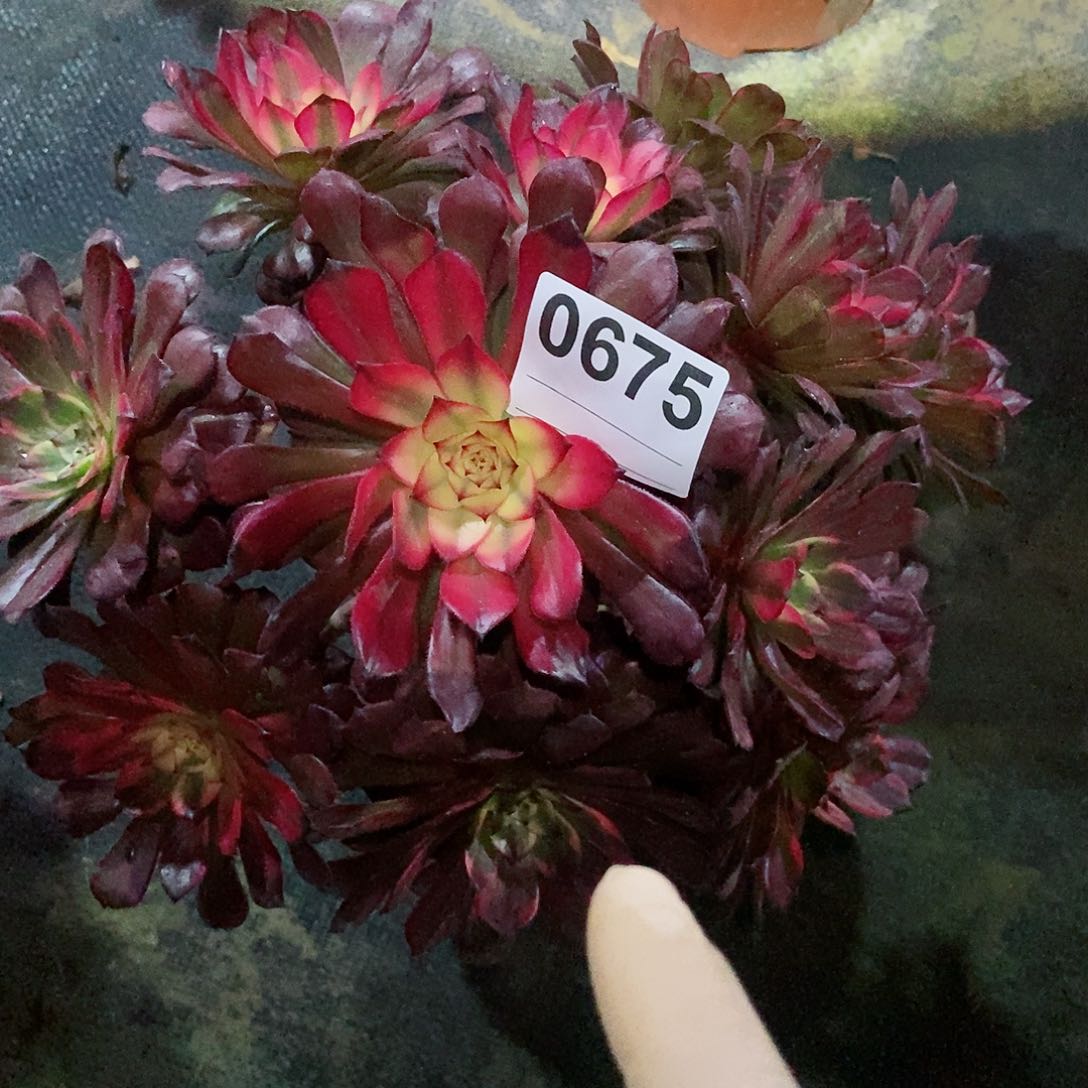 红陶0675烟花3多肉