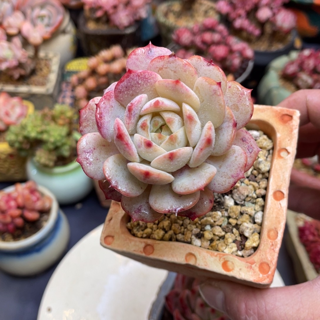 猫***-单头老桩杂交粗腿78