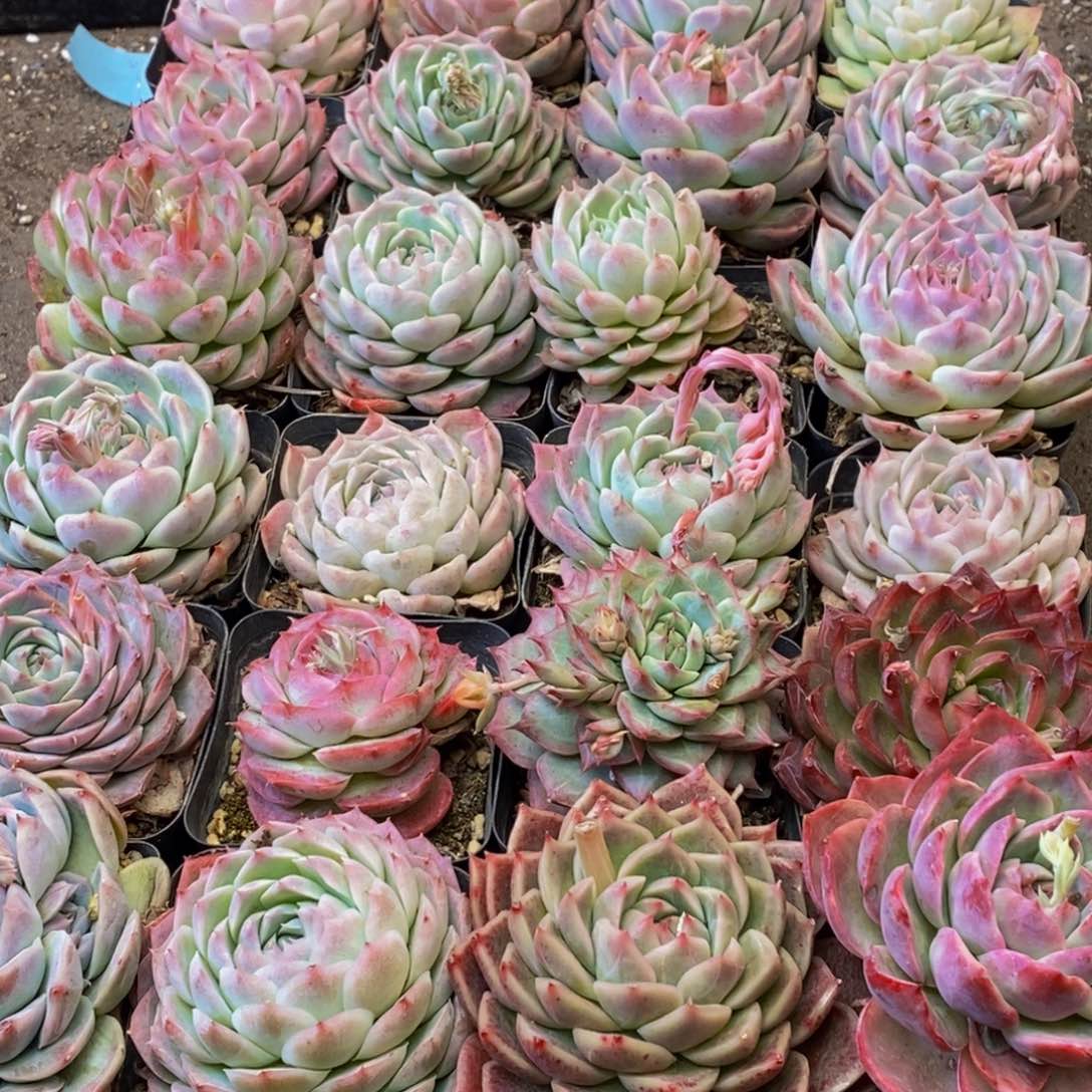 278的人都是这样吗