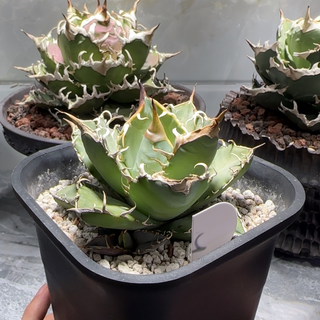 实生仁王冠龙舌兰1
