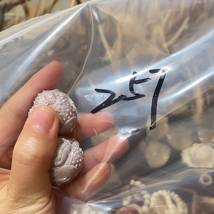 熊****非金属鹿角鹿角鹿角