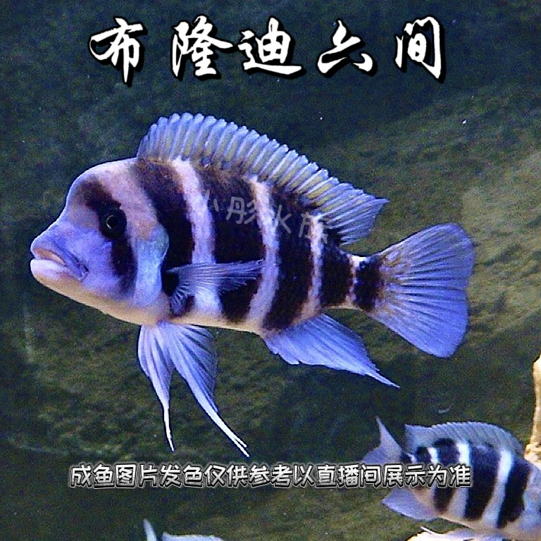 布隆迪六间俗称皇冠六间穿水手服的鱼六间鱼热带鱼慈鲷坦鲷好养