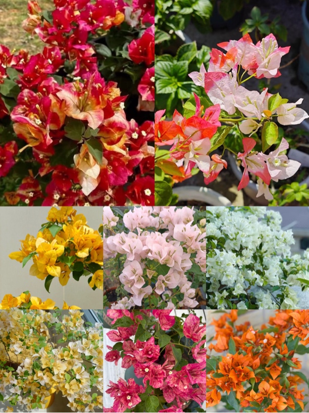 （三角梅花卉盆栽花卉品种自选专拍）三角梅品种大全不带花不带盆