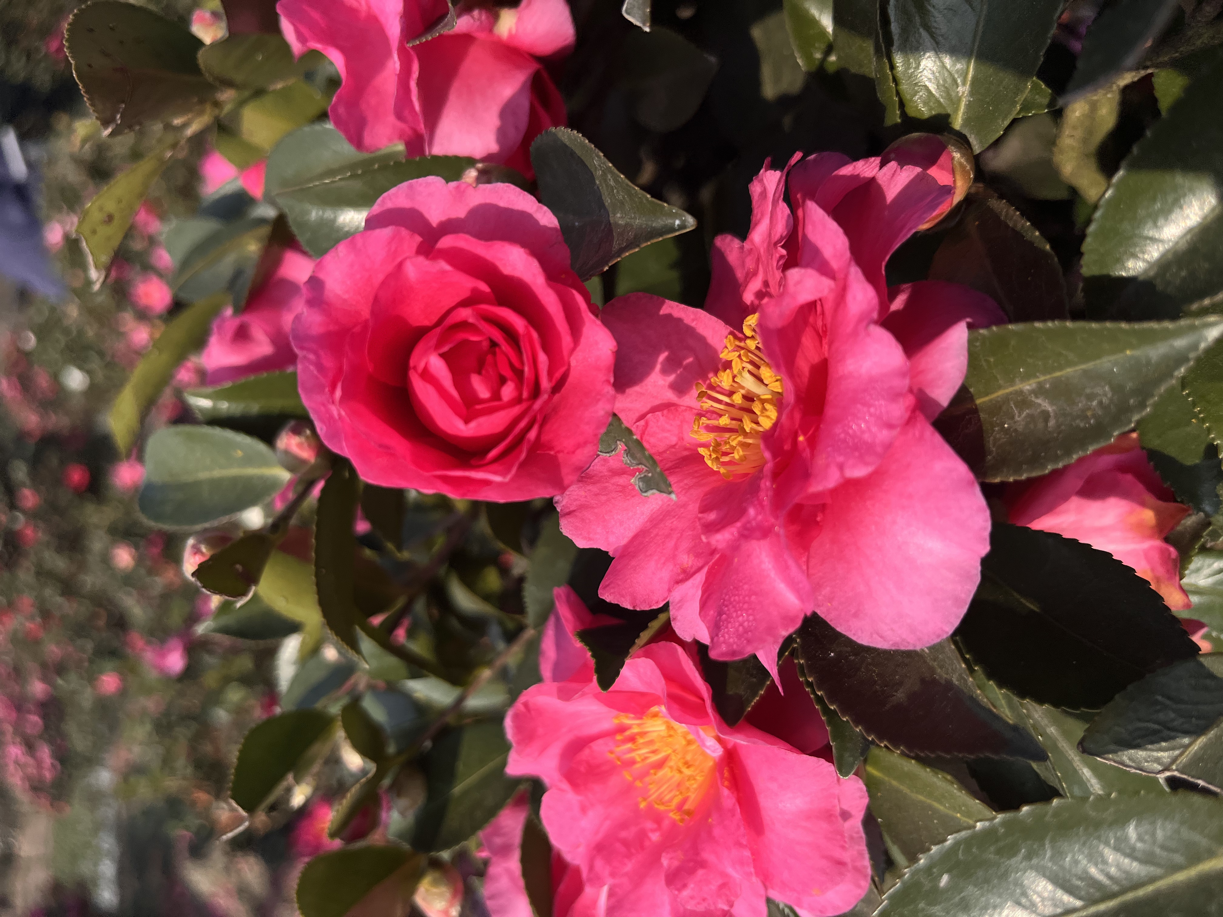 带花苞茶梅盆栽重瓣耐寒好养花卉适合庭院种植