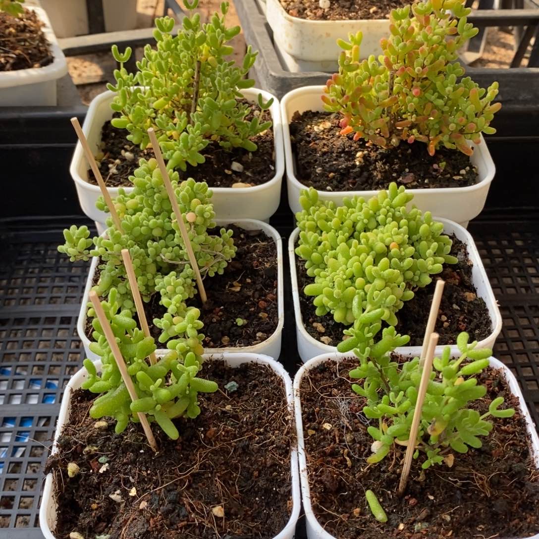 枝干枝干枝干枝干105