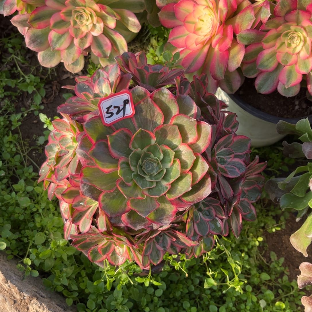 529多肉植物纳福法师