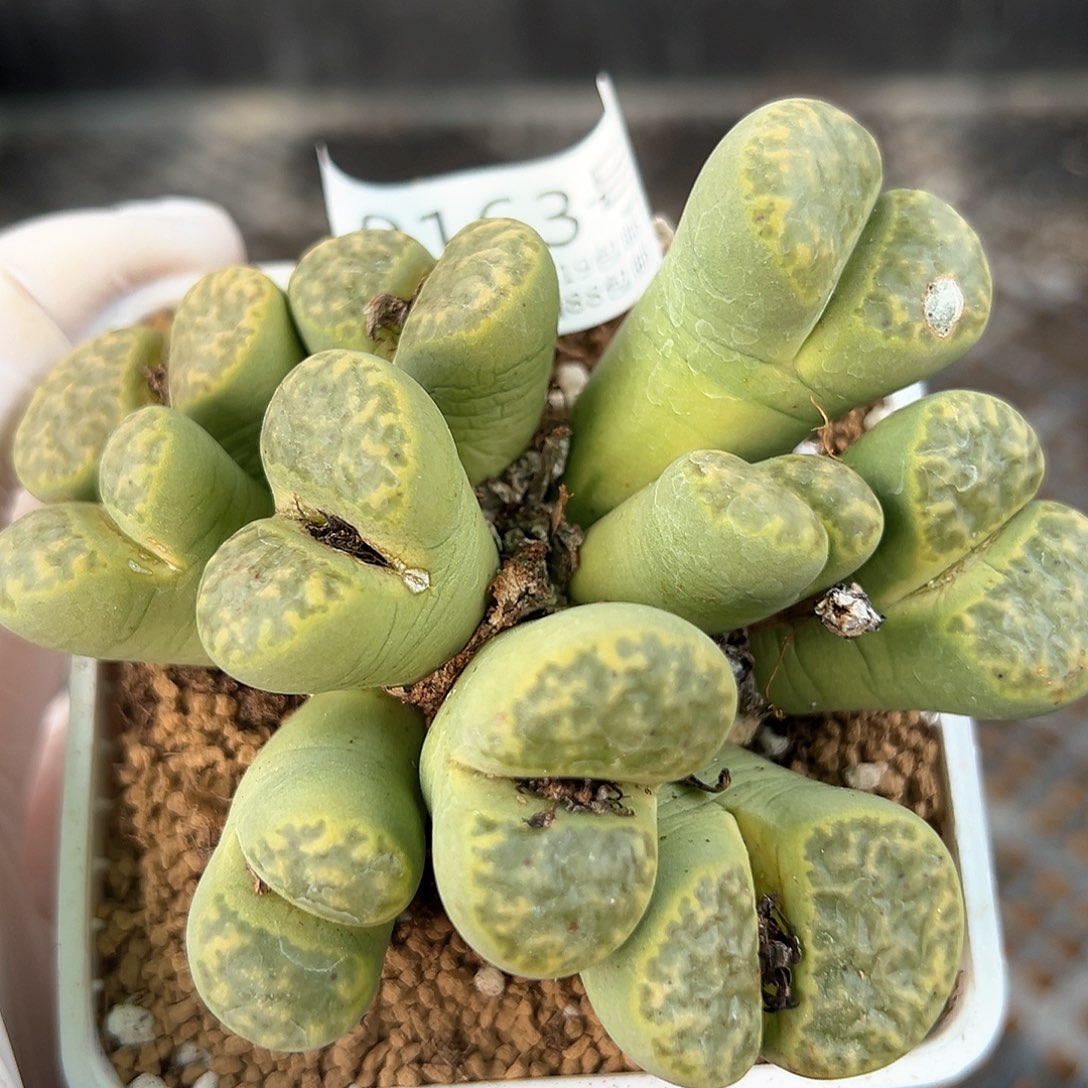 好养易活生石花大母本0163