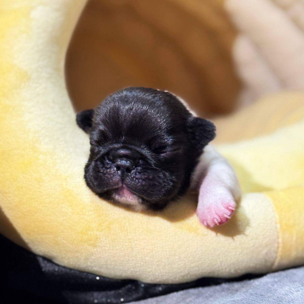 法斗幼犬【钱多多的快乐时光】