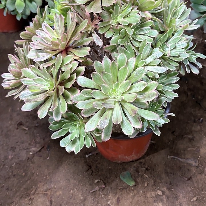 多肉植物荧火粉黛33