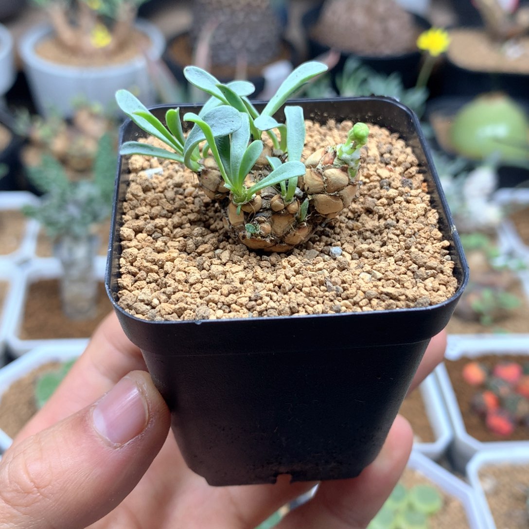 苏铁厚敦菊母本带盆发货